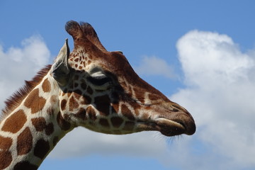 Beautiful giraffe at the zoo