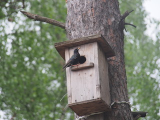 Starling near the birdhouse. Artificial bird's nest.
