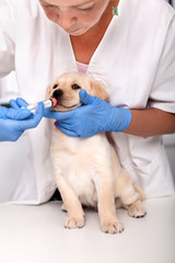 Veterinary healthcare professional giving anti vermin medication to a cute puppy dog reluctant to swallow it