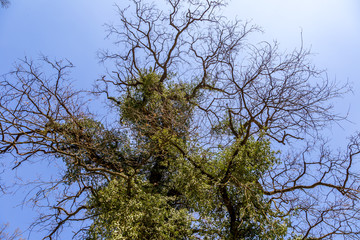 English park with old trees