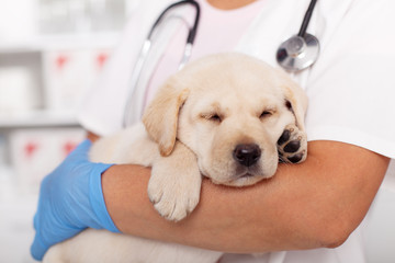 Cute labrador puppy dog asleep in the arms of veterinary healthcare professional