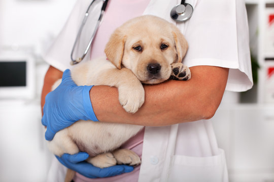 Cute labrador puppy dog sitting confortably in the arms of veterinary healthcare professional