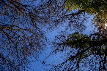 Old trees, gazebo and ruins of old chapel in English park of baroque castle Milotice, South Moravia