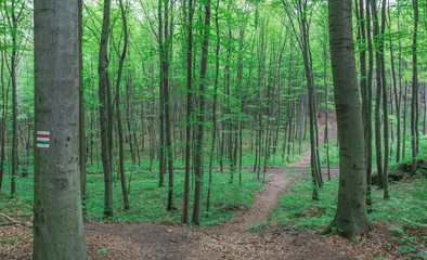Fototapeta premium las i ścieżki w parku