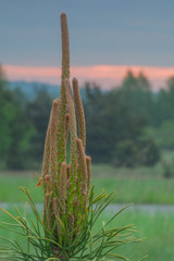 pędy sosny o wschodzie słońca © Mariusz Sowula