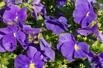 Blue flowers close up