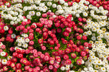 Lawn of red and white daisies