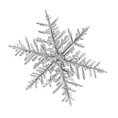 Snowflake isolated on white background. Macro photo of real snow crystal: elegant stellar dendrite with fine hexagonal symmetry, glossy relief surface, complex inner details and six thin, ornate arms.