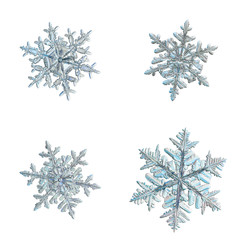 Four snowflakes isolated on white background. Macro photo of real snow crystals: elegant stellar dendrites with ornate shapes, fine hexagonal symmetry, glossy relief surface and complex inner details.