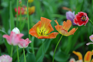 Obraz na płótnie Canvas Colorful bright tulip blooms in late spring