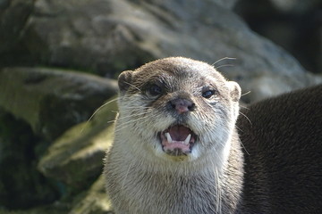 Cute European otter at the zoo