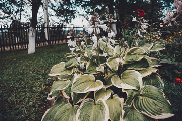 Hosta is a genus of plants commonly known as hostas, plantain lilies and occasionally by the...