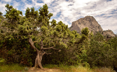 Rock on the background of a twig tree