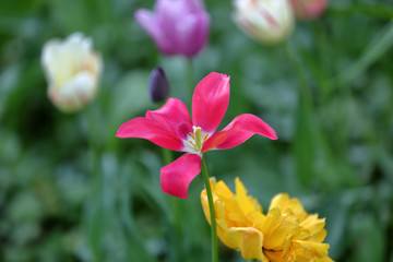 Fototapeta premium Colorful bright tulip blooms in late spring