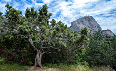 Rock on the background of a twig tree