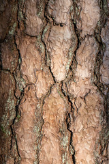 Beautiful large clean tree bark. Abstract background.