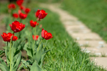 Red blooming tulips on the background of Green lawn.
