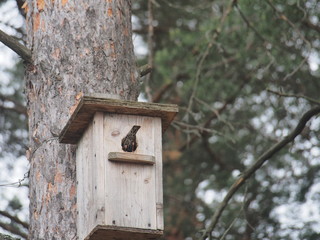 Starling near the birdhouse. Artificial bird's nest.