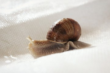 Snail