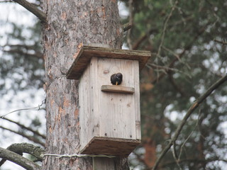 Starling near the birdhouse. Artificial bird's nest.