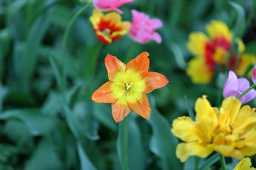 Colorful bright tulip blooms in late spring