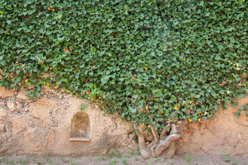 hedge on the wall