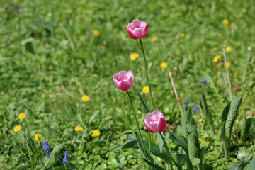 Colorful bright tulip blooms in late spring