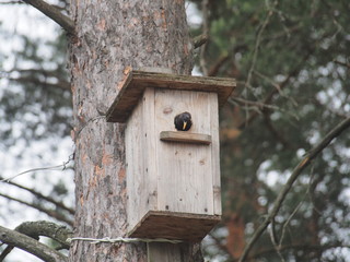 Starling near the birdhouse. Artificial bird's nest.
