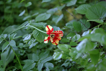 Colorful bright tulip blooms in late spring