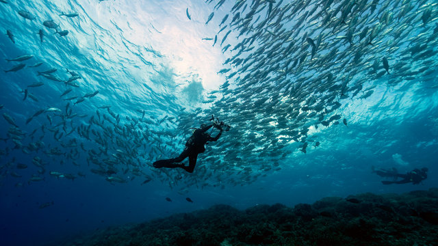 Diver and a Bigeye Trevally School in Tubbataha. The Tubbataha Reef Marine Park is UNESCO World Heritage Site in the middle of Sulu Sea, Philippines.