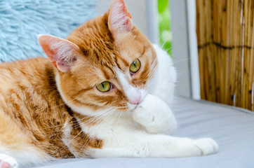cat licking his paw