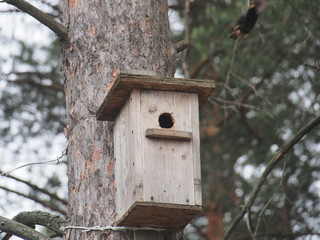 Starling near the birdhouse. Artificial bird's nest.