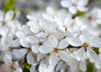 Cherry tree flowers.