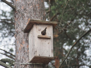 Starling near the birdhouse. Artificial bird's nest.