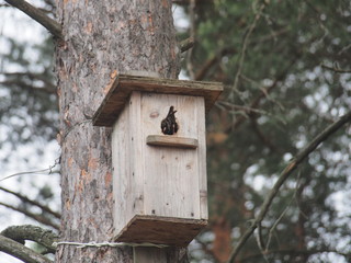 Starling near the birdhouse. Artificial bird's nest.