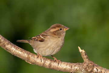 Female House Sparrow (Passer domesticus) sitting on a branch in the garden.