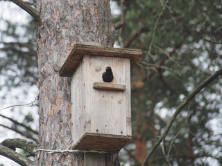 Starling near the birdhouse. Artificial bird's nest.