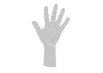 Vector hand drawn detail illustration of left hand palm isolated.
