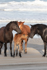 Fototapeta na wymiar Wild Horses on the Northern End of the Outer Banks on the Beach at Corolla North Carolina