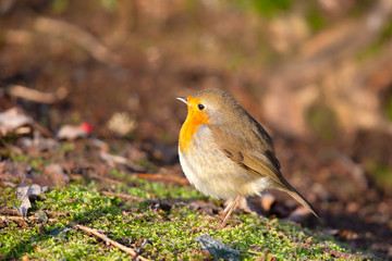 European Robin (Erithacus rubecula) in the nature protection area Moenchbruch near Frankfurt, Germany.