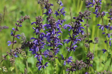 Beautiful meadow flowers. Flowering meadow sage, Salvia pratensis