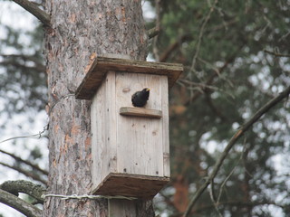 Starling near the birdhouse. Artificial bird's nest.