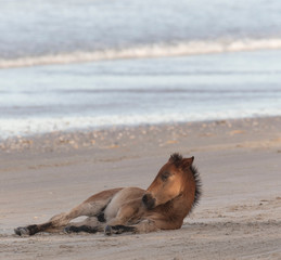 Wild Horses on the Northern End of the Outer Banks on the Beach at Corolla North Carolina