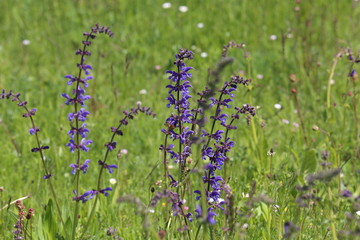 Beautiful meadow flowers. Flowering meadow sage, Salvia pratensis