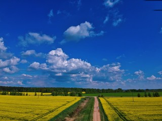 landscape with yellow field and blue sky in Minsk Region of Belarus