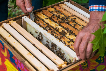 Close-up of beekeeper hands removing frame with honeycomb from beehive to inspect bee colony in...