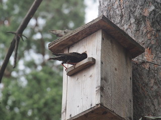 Starling near the birdhouse. Artificial bird's nest.