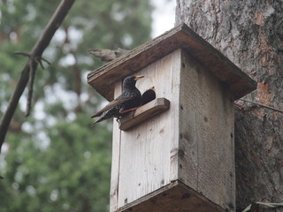 Starling near the birdhouse. Artificial bird's nest.