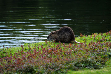 Nutria im Freizeitpark Rheinaue Bonn - Stockfoto