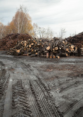 Piles of cut logs in the sawmill.